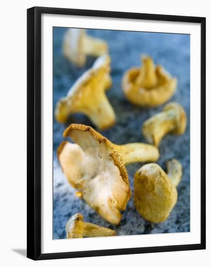 Mushrooms, Chanterelles, (Cantharellus Cibarius), Italy-Nico Tondini-Framed Premium Photographic Print