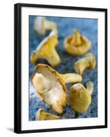 Mushrooms, Chanterelles, (Cantharellus Cibarius), Italy-Nico Tondini-Framed Premium Photographic Print