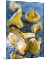 Mushrooms, Chanterelles, (Cantharellus Cibarius), Italy-Nico Tondini-Mounted Premium Photographic Print