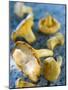 Mushrooms, Chanterelles, (Cantharellus Cibarius), Italy-Nico Tondini-Mounted Photographic Print