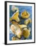 Mushrooms, Chanterelles, (Cantharellus Cibarius), Italy-Nico Tondini-Framed Photographic Print