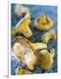 Mushrooms, Chanterelles, (Cantharellus Cibarius), Italy-Nico Tondini-Framed Photographic Print