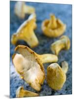 Mushrooms, Chanterelles, (Cantharellus Cibarius), Italy-Nico Tondini-Mounted Photographic Print