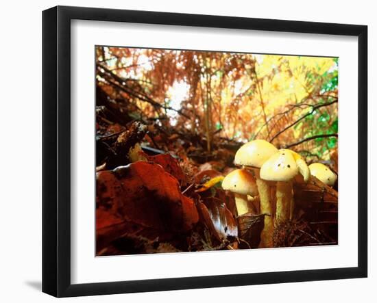 Mushrooms Growing Among Autumn Leaves, Jasmund National Park, Island of Ruegen, Germany-Christian Ziegler-Framed Photographic Print