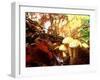 Mushrooms Growing Among Autumn Leaves, Jasmund National Park, Island of Ruegen, Germany-Christian Ziegler-Framed Photographic Print