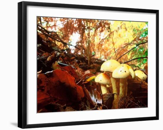 Mushrooms Growing Among Autumn Leaves, Jasmund National Park, Island of Ruegen, Germany-Christian Ziegler-Framed Photographic Print