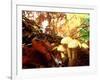 Mushrooms Growing Among Autumn Leaves, Jasmund National Park, Island of Ruegen, Germany-Christian Ziegler-Framed Photographic Print