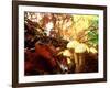 Mushrooms Growing Among Autumn Leaves, Jasmund National Park, Island of Ruegen, Germany-Christian Ziegler-Framed Photographic Print