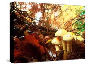 Mushrooms Growing Among Autumn Leaves, Jasmund National Park, Island of Ruegen, Germany-Christian Ziegler-Stretched Canvas