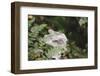 mushrooms in the forest, covered with mushrooms-Nadja Jacke-Framed Photographic Print