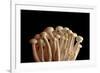 Mushrooms Isolate on Black Background-Jie Xu-Framed Photographic Print