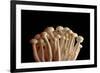Mushrooms Isolate on Black Background-Jie Xu-Framed Photographic Print