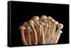 Mushrooms Isolate on Black Background-Jie Xu-Framed Stretched Canvas