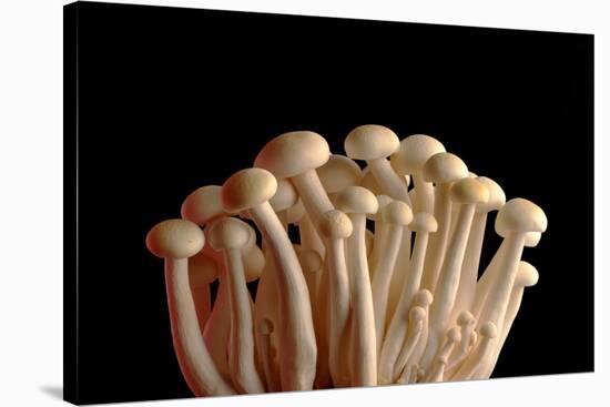 Mushrooms Isolate on Black Background-Jie Xu-Stretched Canvas