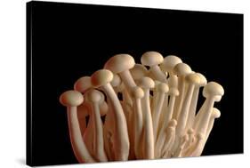 Mushrooms Isolate on Black Background-Jie Xu-Stretched Canvas