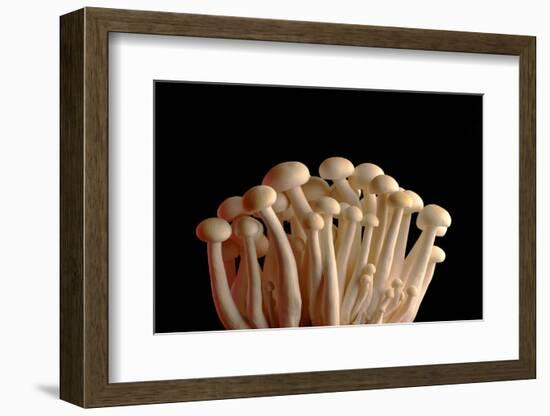 Mushrooms Isolate on Black Background-Jie Xu-Framed Photographic Print