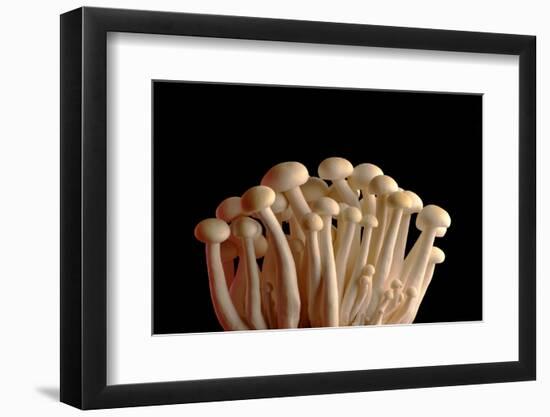 Mushrooms Isolate on Black Background-Jie Xu-Framed Photographic Print