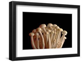 Mushrooms Isolate on Black Background-Jie Xu-Framed Photographic Print