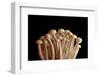 Mushrooms Isolate on Black Background-Jie Xu-Framed Photographic Print