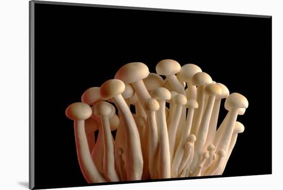 Mushrooms Isolate on Black Background-Jie Xu-Mounted Photographic Print