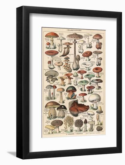 Mushrooms Larousse 1913-null-Framed Photographic Print