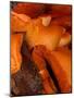 Mushrooms on Stump, New Zealand-William Sutton-Mounted Photographic Print