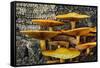 Mushrooms on tree trunk, White Mountains National Forest, New Hampshire-Adam Jones-Framed Stretched Canvas