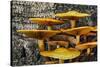 Mushrooms on tree trunk, White Mountains National Forest, New Hampshire-Adam Jones-Stretched Canvas