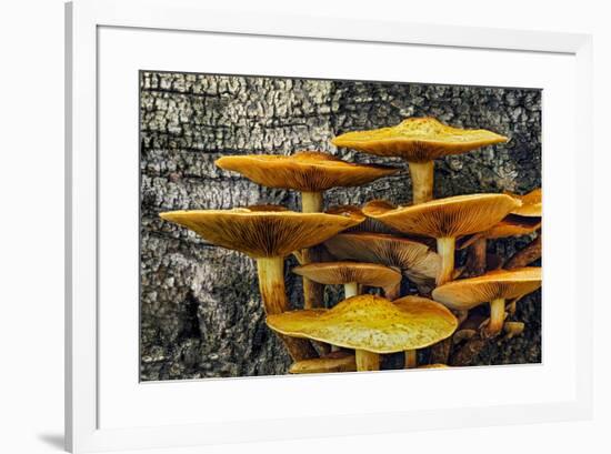 Mushrooms on tree trunk, White Mountains National Forest, New Hampshire-Adam Jones-Framed Photographic Print