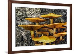 Mushrooms on tree trunk, White Mountains National Forest, New Hampshire-Adam Jones-Framed Photographic Print