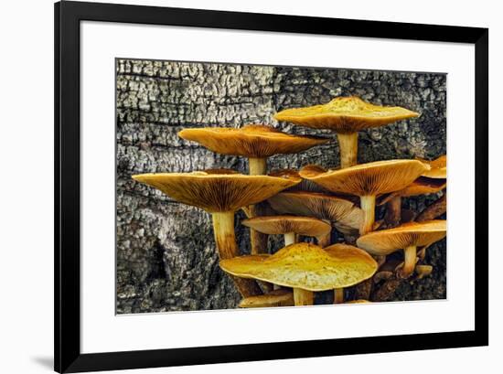 Mushrooms on tree trunk, White Mountains National Forest, New Hampshire-Adam Jones-Framed Photographic Print