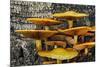 Mushrooms on tree trunk, White Mountains National Forest, New Hampshire-Adam Jones-Mounted Photographic Print