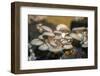 Mushrooms, Saumur, Loire Valley, France-Jim Engelbrecht-Framed Photographic Print