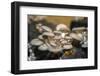 Mushrooms, Saumur, Loire Valley, France-Jim Engelbrecht-Framed Photographic Print