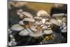 Mushrooms, Saumur, Loire Valley, France-Jim Engelbrecht-Mounted Photographic Print