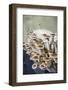 Mushrooms, Saumur, Loire Valley, France-Lisa S. Engelbrecht-Framed Photographic Print