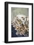 Mushrooms, Saumur, Loire Valley, France-Lisa S. Engelbrecht-Framed Photographic Print