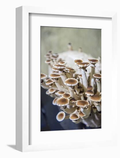 Mushrooms, Saumur, Loire Valley, France-Lisa S. Engelbrecht-Framed Photographic Print