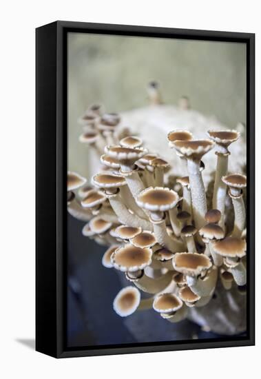 Mushrooms, Saumur, Loire Valley, France-Lisa S. Engelbrecht-Framed Stretched Canvas