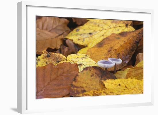 Mushrooms Sprout Between Coloured Autumn Foliage on the Forest Floor-Uwe Steffens-Framed Photographic Print