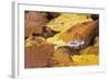 Mushrooms Sprout Between Coloured Autumn Foliage on the Forest Floor-Uwe Steffens-Framed Photographic Print