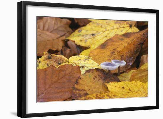 Mushrooms Sprout Between Coloured Autumn Foliage on the Forest Floor-Uwe Steffens-Framed Photographic Print