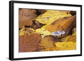 Mushrooms Sprout Between Coloured Autumn Foliage on the Forest Floor-Uwe Steffens-Framed Photographic Print