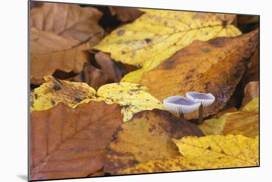 Mushrooms Sprout Between Coloured Autumn Foliage on the Forest Floor-Uwe Steffens-Mounted Photographic Print