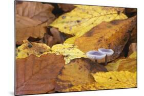 Mushrooms Sprout Between Coloured Autumn Foliage on the Forest Floor-Uwe Steffens-Mounted Photographic Print