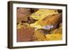 Mushrooms Sprout Between Coloured Autumn Foliage on the Forest Floor-Uwe Steffens-Framed Photographic Print