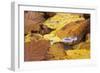 Mushrooms Sprout Between Coloured Autumn Foliage on the Forest Floor-Uwe Steffens-Framed Photographic Print