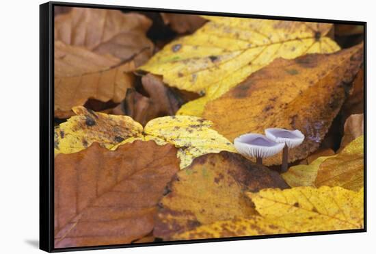 Mushrooms Sprout Between Coloured Autumn Foliage on the Forest Floor-Uwe Steffens-Framed Stretched Canvas