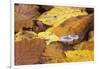 Mushrooms Sprout Between Coloured Autumn Foliage on the Forest Floor-Uwe Steffens-Framed Photographic Print