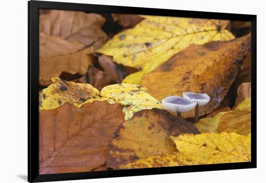 Mushrooms Sprout Between Coloured Autumn Foliage on the Forest Floor-Uwe Steffens-Framed Photographic Print